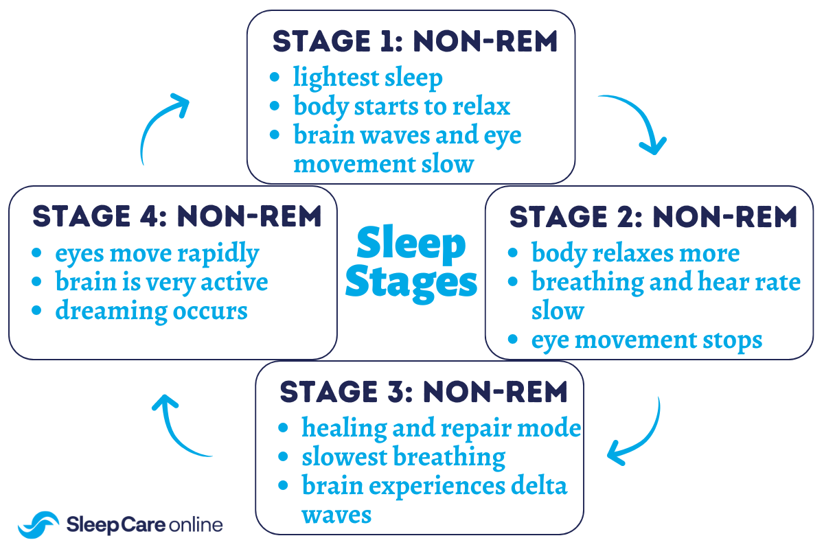 sleep stages